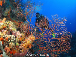 Deep Sea Water Gorgonia & Diver at Falling Rock Dive site... by Victor J. Lasanta 